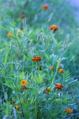 Orange marigold (tagetes) flowers in a flower bed