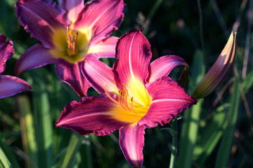 The royal lily bloomed in the garden. Beautiful red daylily flowers blossom in the garden