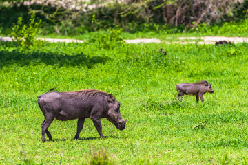 Naklejka na ściany i meble Warthogs in Tarangire National Park, Tanzania.