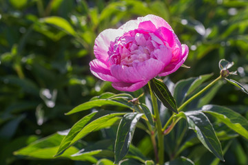 peony or paeony, Paeonia pink after rain in the sun. One peony flower in the flowerbed.