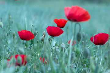 Papaver rhoeas (Corn poppy Corn rose Field poppy Flanders poppy Red poppy Red weed Coquelicot) in the summer meadow