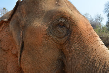 detalle de la cara de un elefante