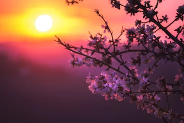 Mandelbäume blühen bei Sonnenuntergang © jeferstellari