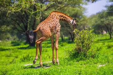 Giraffe in Tarangire National Park, Tanzania.