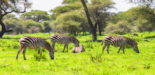 Wild zebra in Tarangire National Park. Tanzania.