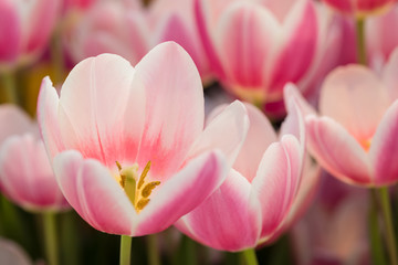 Naklejka premium Blossoming tulips, selective focus, spring postcard background concept.