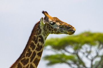 Giraffe in Tarangire National Park, Tanzania.