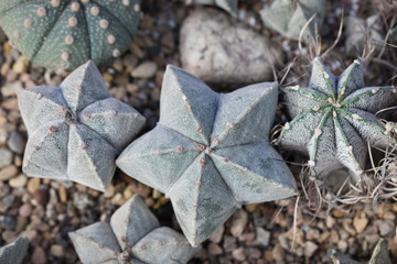 Green Cacti Astrophytum on rustic background. Toned vintage.