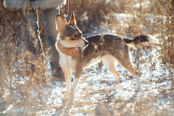 A dog walks in the winter in the snow