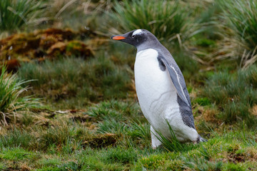 Wet gentoo penguine in green grass in rainy weather