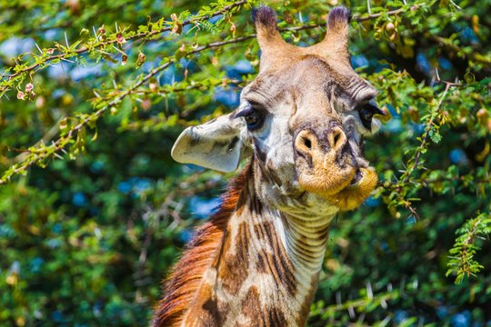 Giraffe in Tarangire National Park, Tanzania.