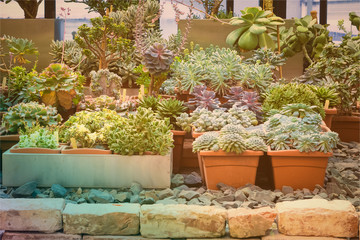 Green Cacti potted, rustic background. Toned vintage.