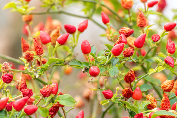 Small red peppers growing on a tree outdoors in a garden. Close-up.