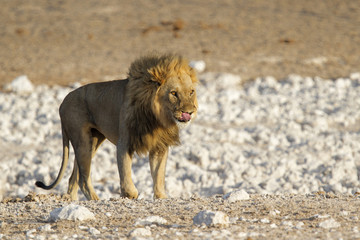 Big male lion at a waterhole likking his lips in Etosha National Park in Namibia