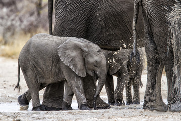 Baby elephant having a mud shower from his mum in Etosha National Park in Namibia