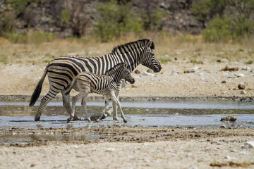 Obraz na płótnie Canvas Mother and baby zebra walking in a waterhole in Etosha National Park in Namibia