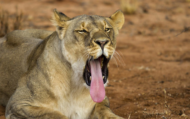 Yawning lioness in Erindi Private Game Reserve in Namibia