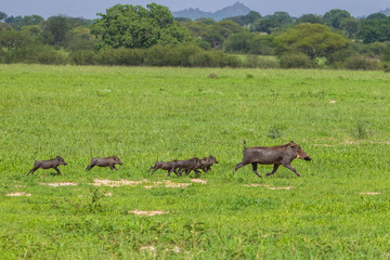 Warthogs in Tarangire National Park, Tanzania.