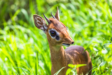 Dik dik antelope in Tarangire National Park, Tanzania.