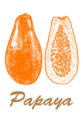 Papaya Sketch hand drawn vector illustration. Botanical food illustration. Vector illustration with sketch fruit. Black and white.