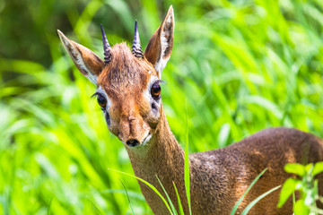 Dik dik antelope in Tarangire National Park, Tanzania.