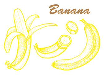 Hand drawn set of banana. Exotic tropical fruit vector drawings isolated on white background. Botanical illustration of fruits.