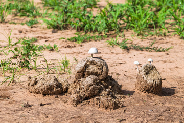 Elephant poo. Tarangire National Park. Tanzania.