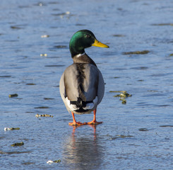 Mallard Drake Duck on Ice