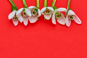 Snowdrop- spring white flower on red  background with place for text