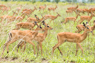 Impalas in the African savanna