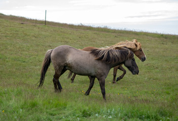 Obraz na płótnie Canvas A herd of Icelandic horses in a pasture in Iceland