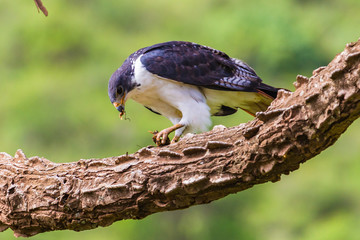 Augur buzzard. Ngrorongoro Crater Conservation Area. Tanzania.