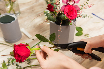 Female hands cut rose stem with pruner