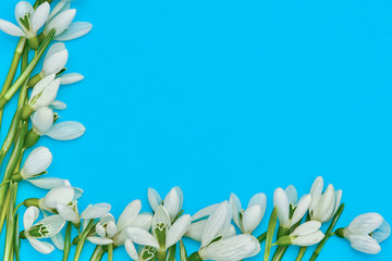 Snowdrop- spring white flower on blue background with place for text