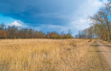 Obraz premium Deer in a natural park in sunlight in winter