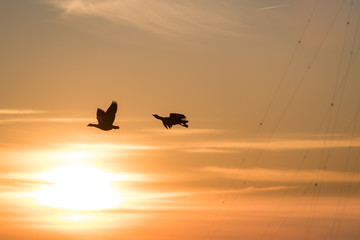 Wildgänse im Sonnenuntergang über dem Rhein © Oliver