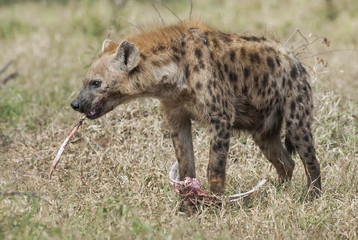 Hyena eating, Africa