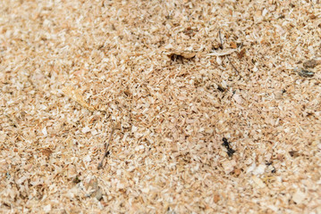 Wood sawdust texture material background closeup