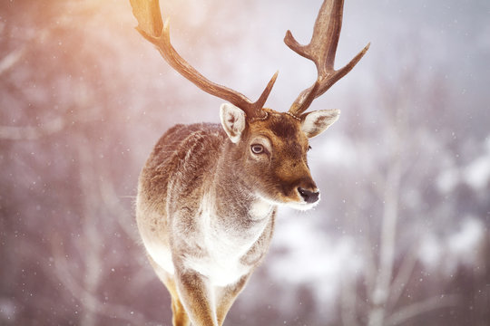 Deer in wintertime