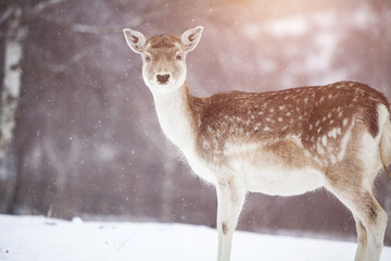 Deer in wintertime