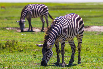 Fototapeta na wymiar Wild zebras in Ngorongoro Crater Conservation area. Tanzania.