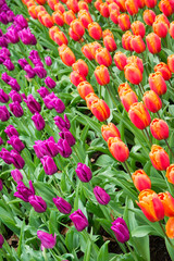 Colorful tulips in the park. Spring landscape