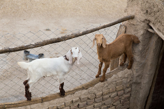 Sheep in Ark Village, Khorasan, Iran
