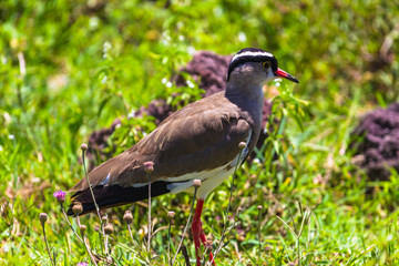 Crowned lapwing. Ngorongoro Crater Conservation Area. Tanzania.