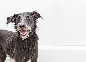 Happy Wet Dog Getting a Bath