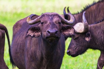 Buffalo at Ngorongro Crater conservation area. Tanzania.