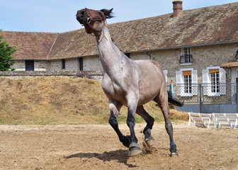 A horse that gallops to relax in a riding arena.