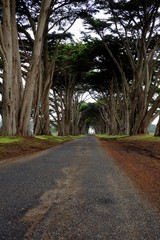 Obraz premium Tree Tunnel