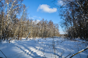Winter forest.