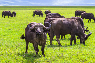 Buffalo at Ngorongro Crater conservation area. Tanzania.